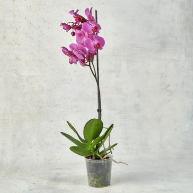 Орхидея Фаленопсис фиолетовая